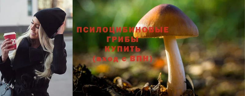 цены наркотик  Покровск  Псилоцибиновые грибы Psilocybe 